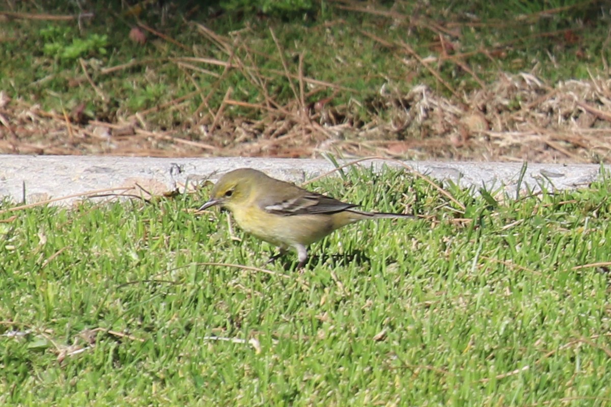 Pine Warbler - Jamie Chavez