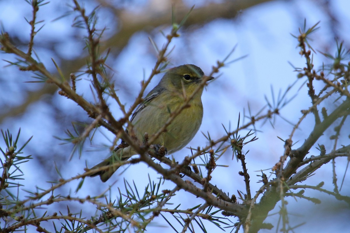 Pine Warbler - ML206644041