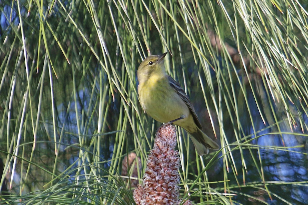 Pine Warbler - Jamie Chavez