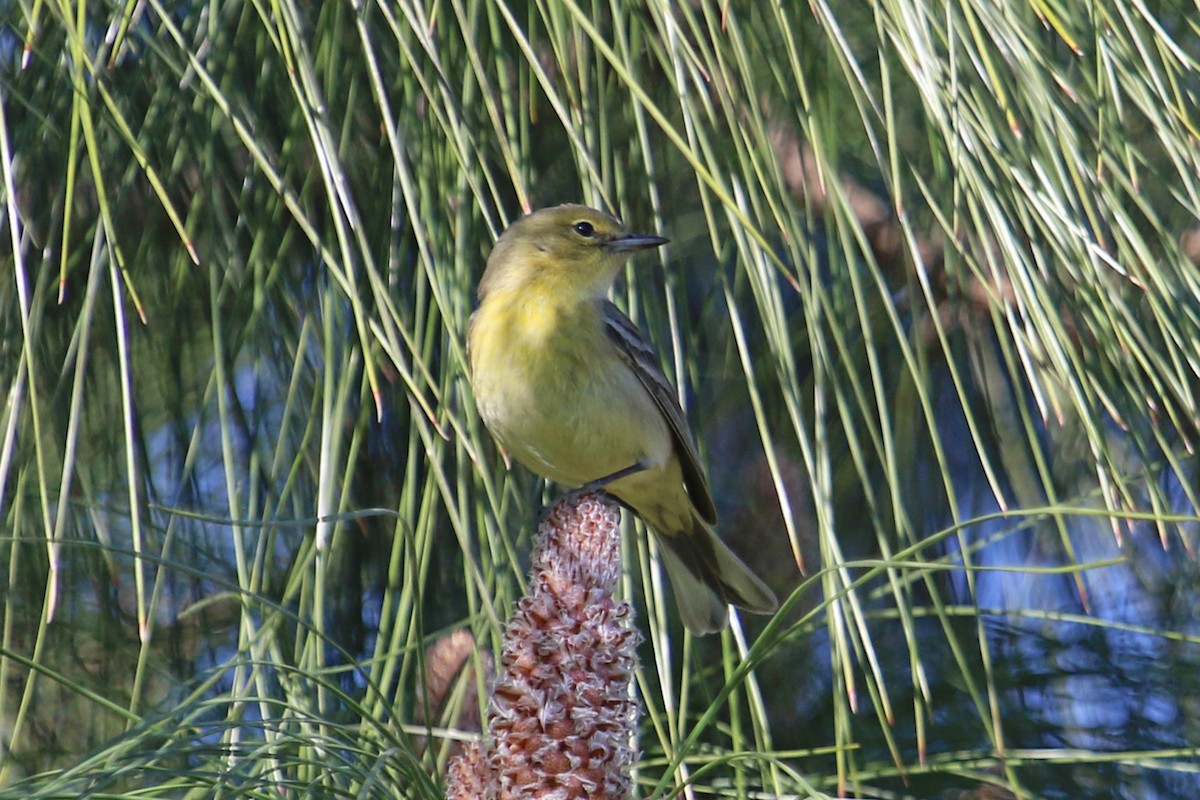 Pine Warbler - ML206644101