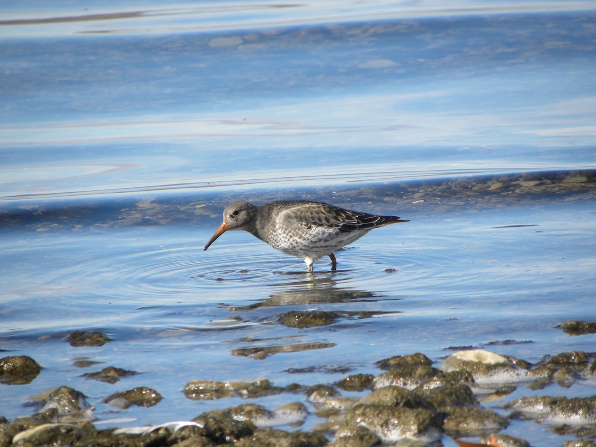 Purple Sandpiper - ML206644171