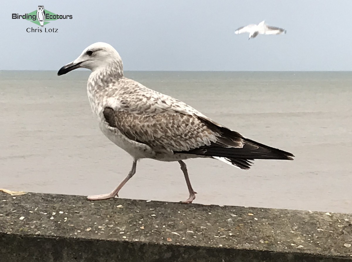 Caspian Gull - Chris  Lotz - Birding Ecotours