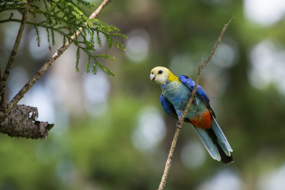 Pale-headed Rosella - ML206646351