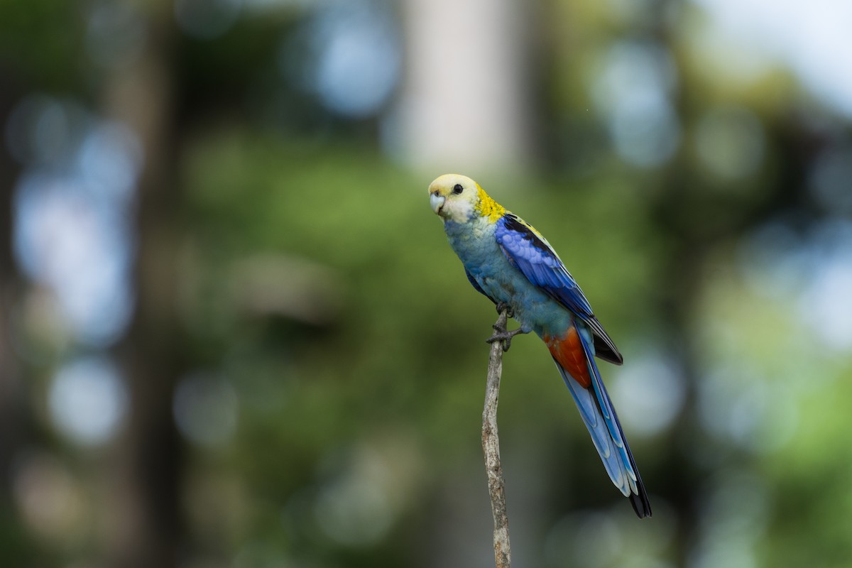 Pale-headed Rosella - ML206646601