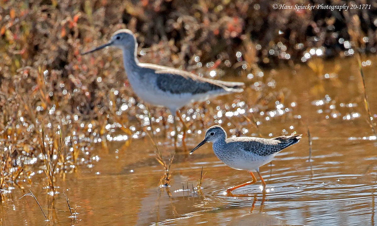 Lesser Yellowlegs - Hans Spiecker