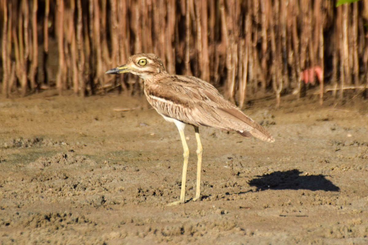 Water Thick-knee - Alison Bentley