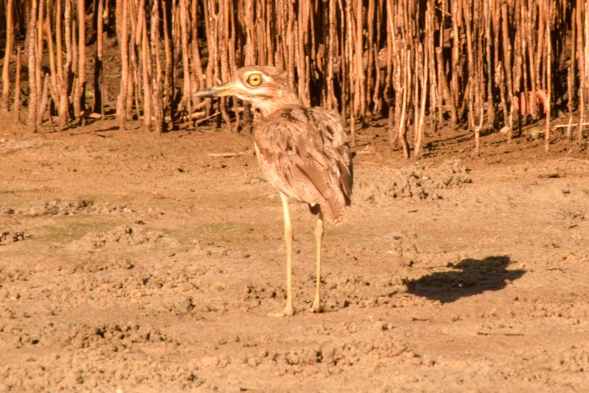 Water Thick-knee - Alison Bentley