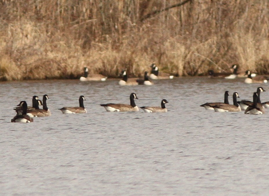 Cackling Goose - Steven Glynn