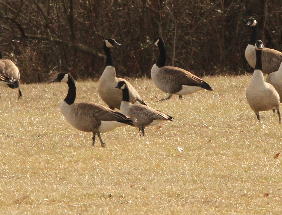 Cackling Goose - Steven Glynn