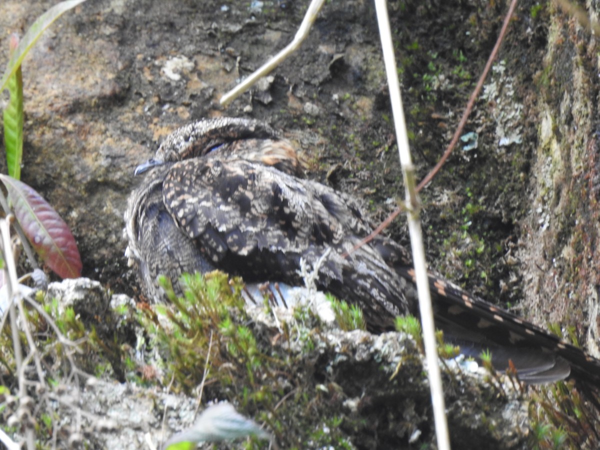 Lyre-tailed Nightjar - ML206649991