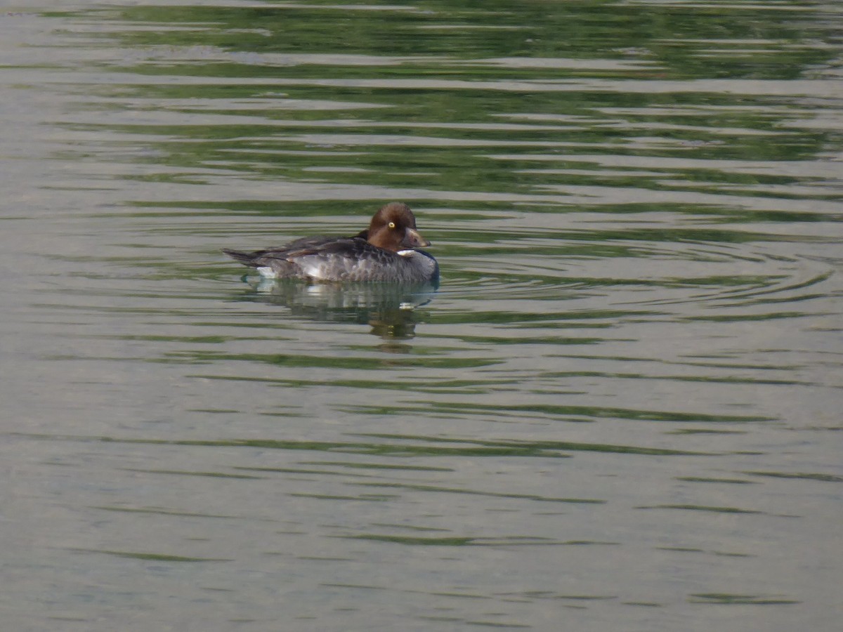 Common/Barrow's Goldeneye - ML206650891
