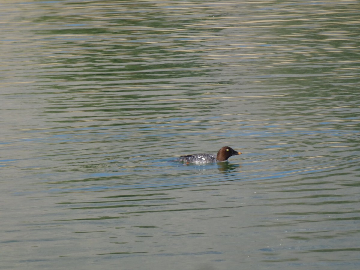 Common/Barrow's Goldeneye - ML206650901