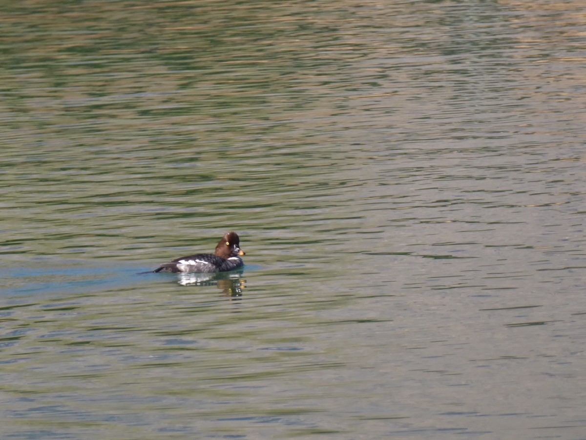 Common/Barrow's Goldeneye - ML206650911