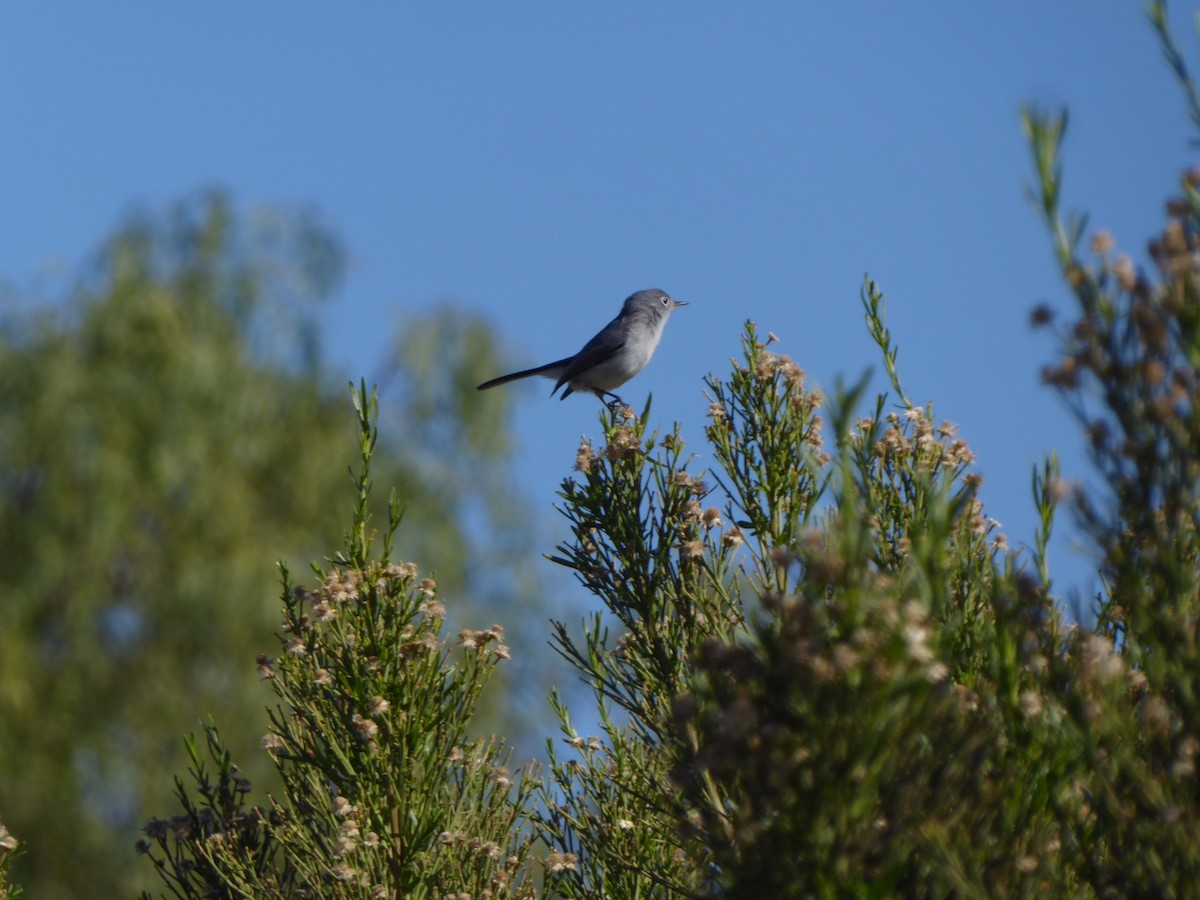 Blue-gray Gnatcatcher - ML206651041