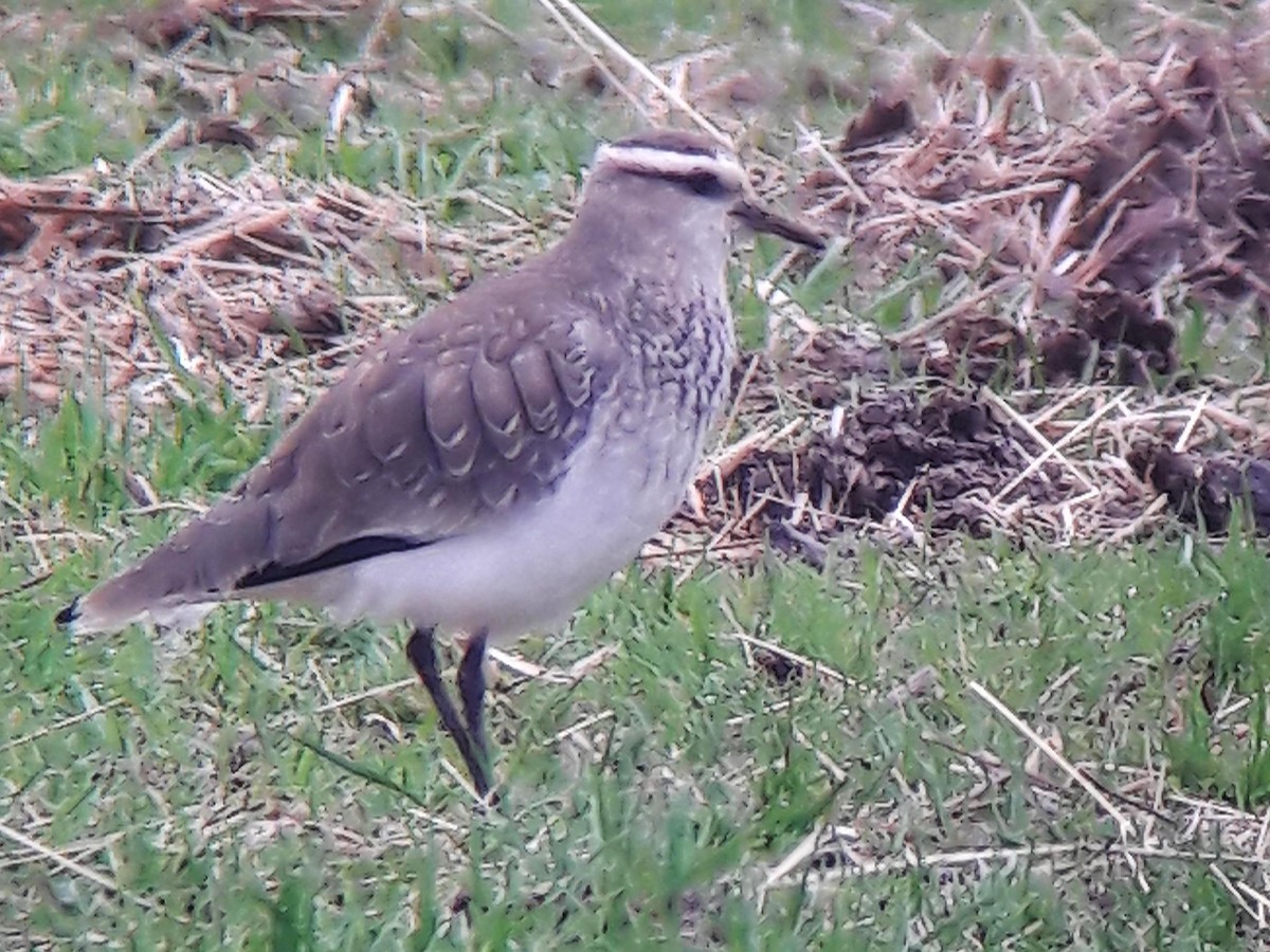 Sociable Lapwing - ML206653551