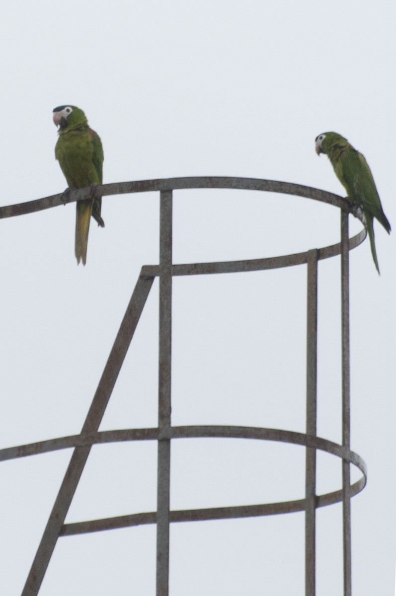 Red-shouldered Macaw - ML206653671