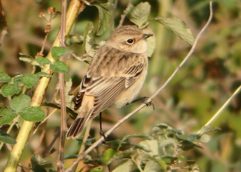 Whinchat - ML20665461
