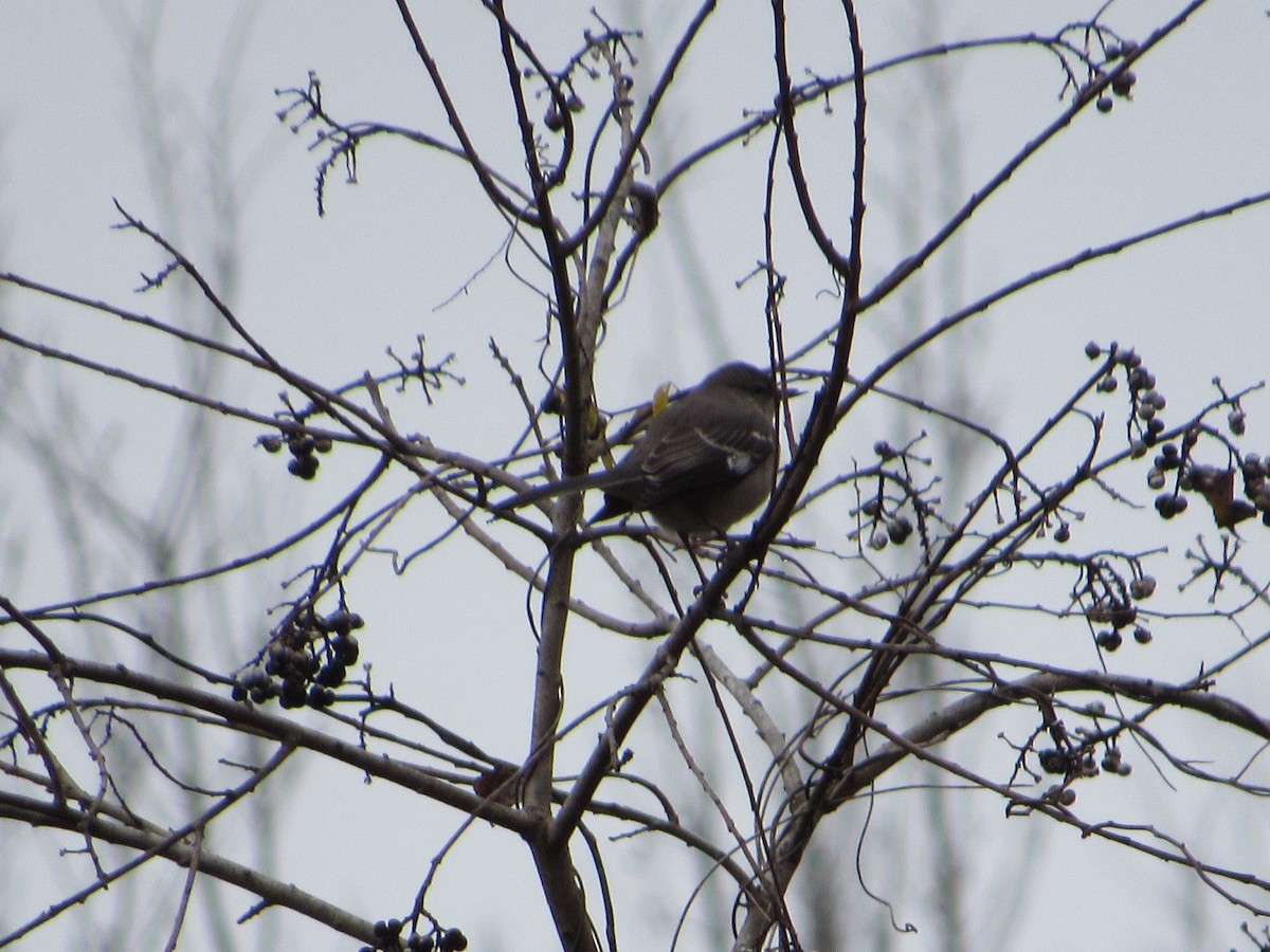 Northern Mockingbird - ML206655721