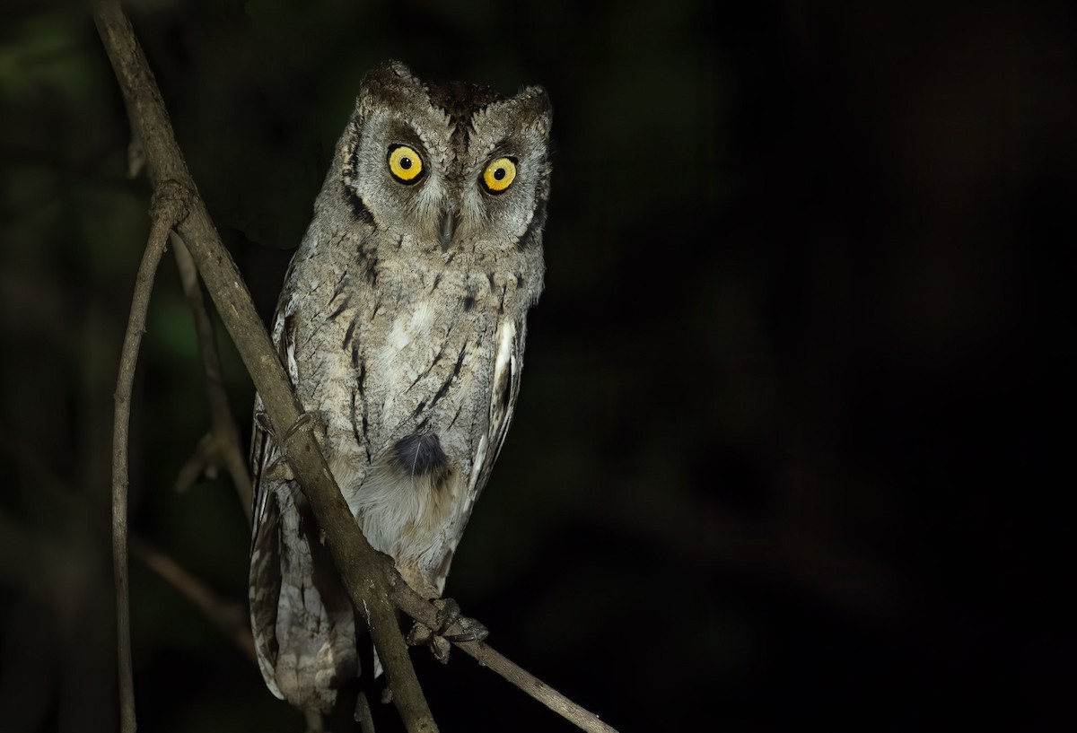 Arabian Scops-Owl - ML206656981