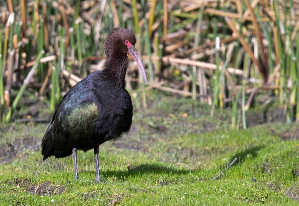 ibis andský - ML206657961