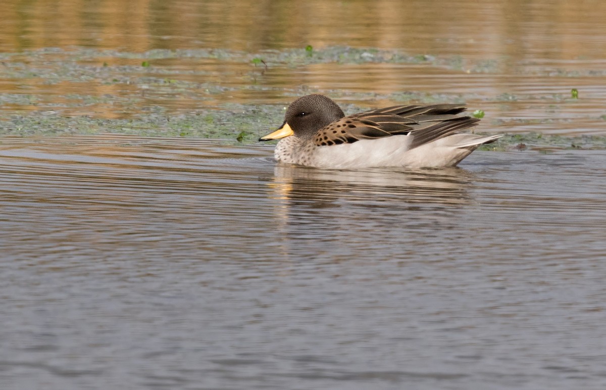 Yellow-billed Teal (oxyptera) - Lars Petersson | My World of Bird Photography