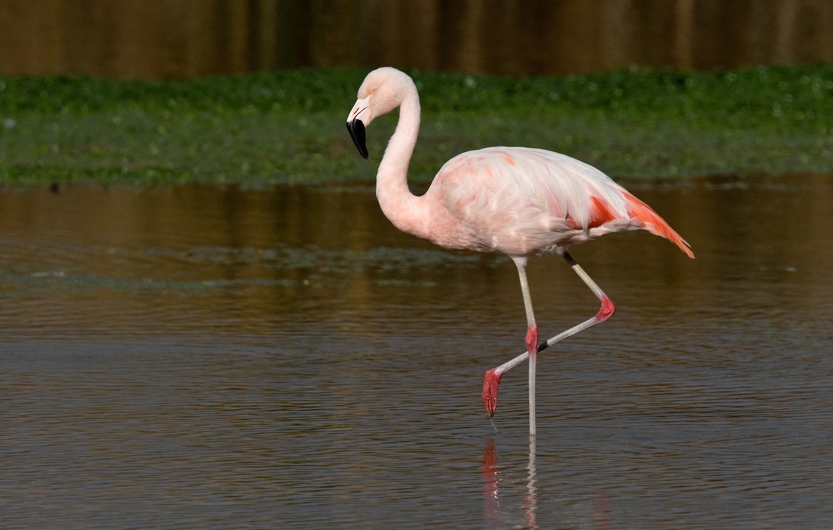 Chilean Flamingo - Lars Petersson | My World of Bird Photography