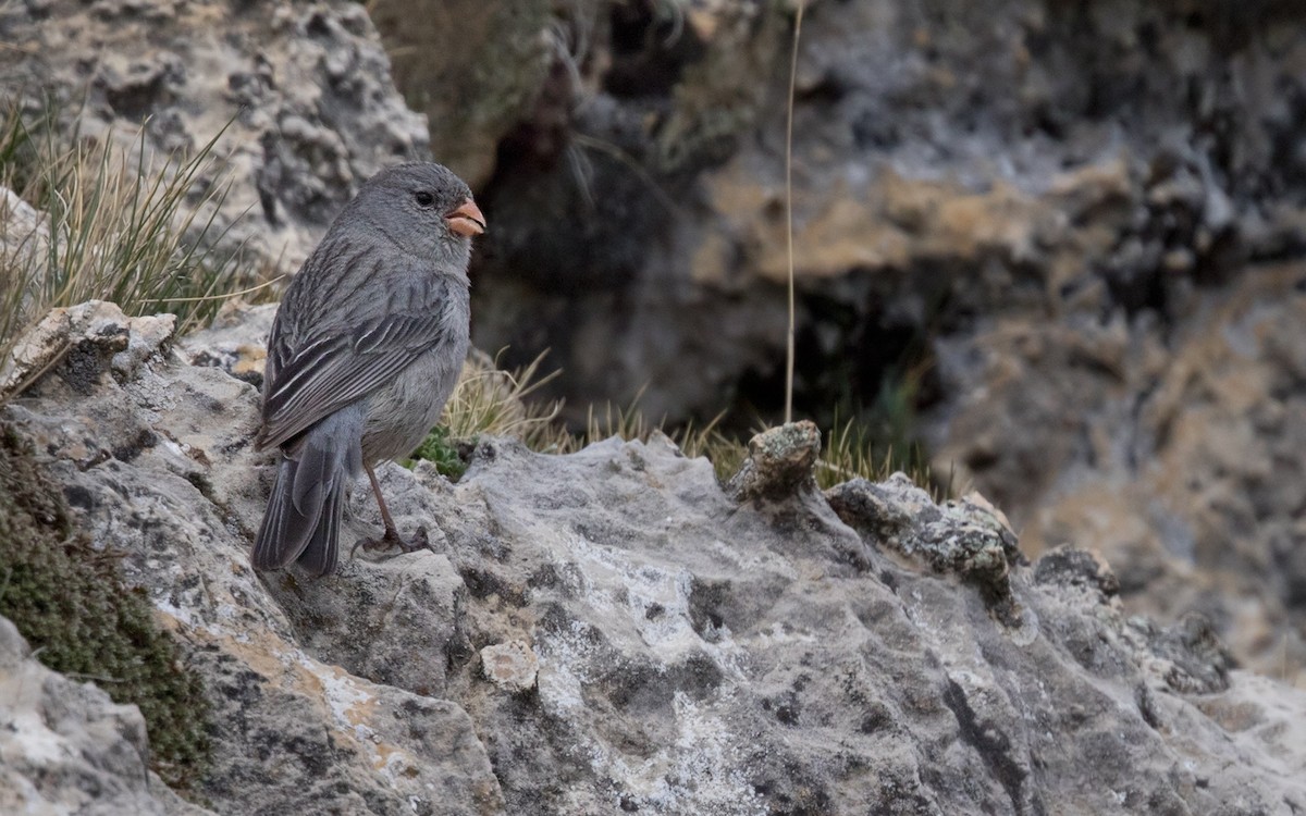 Plain-colored Seedeater - Lars Petersson | My World of Bird Photography