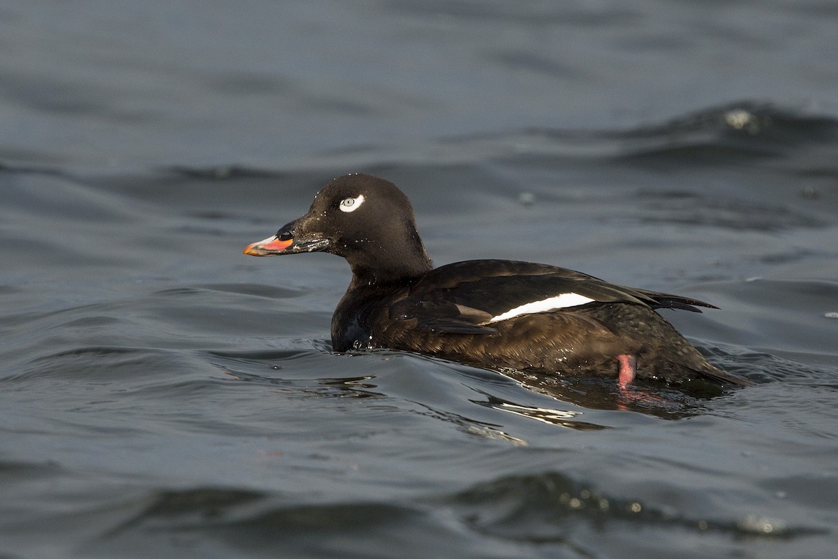 White-winged Scoter - ML206661961