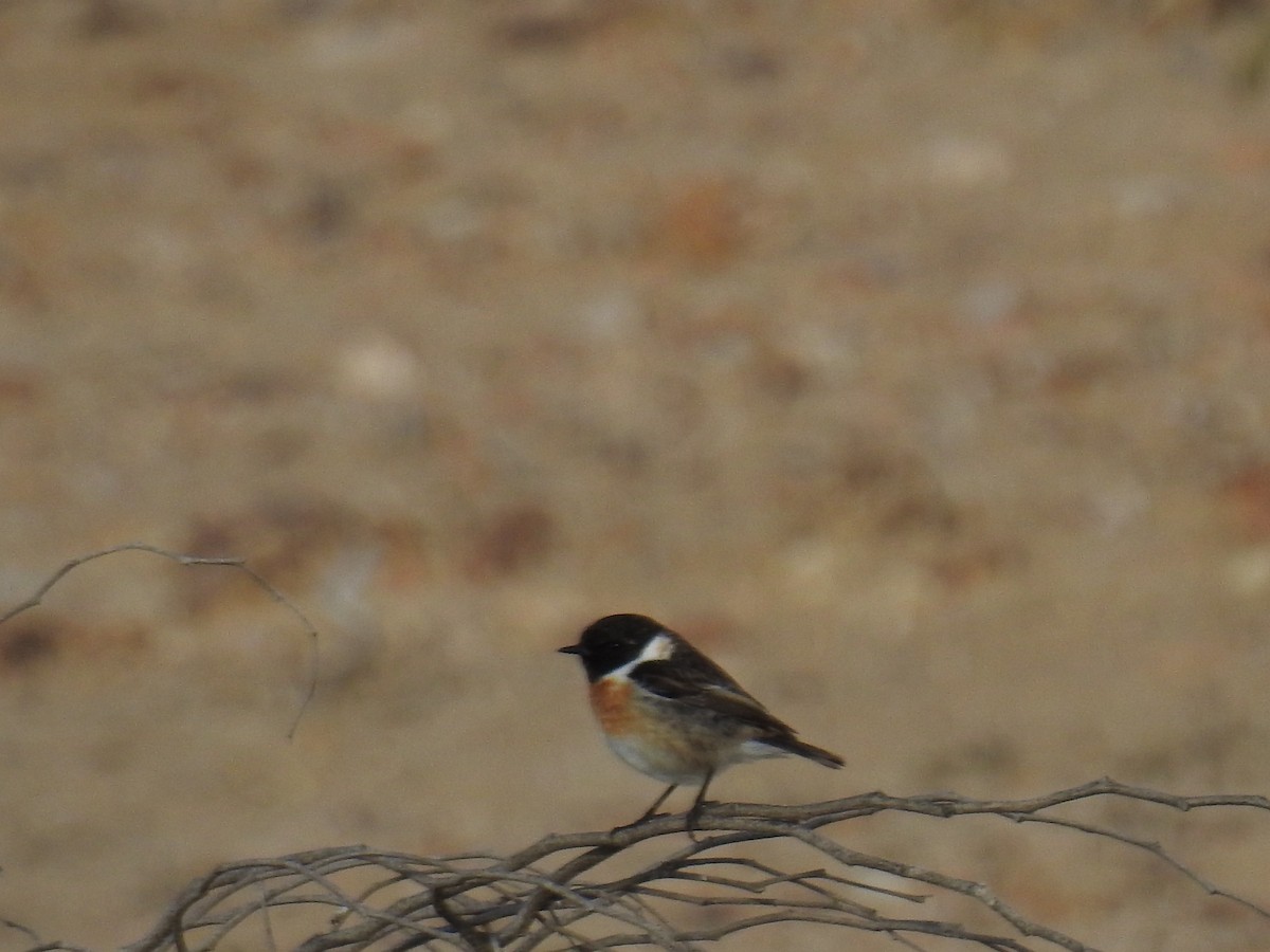 European Stonechat - Uri Almog Gabay