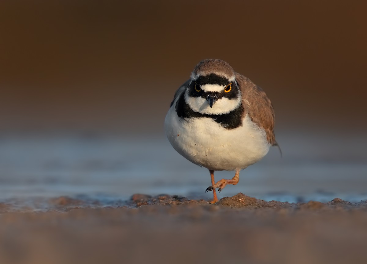 Little Ringed Plover - ML206662201