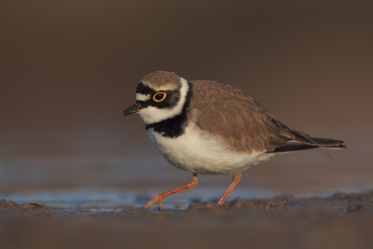 Little Ringed Plover - ML206662251