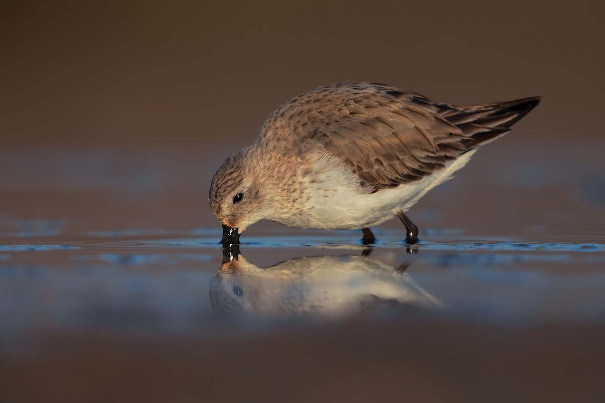 Dunlin - ML206662331