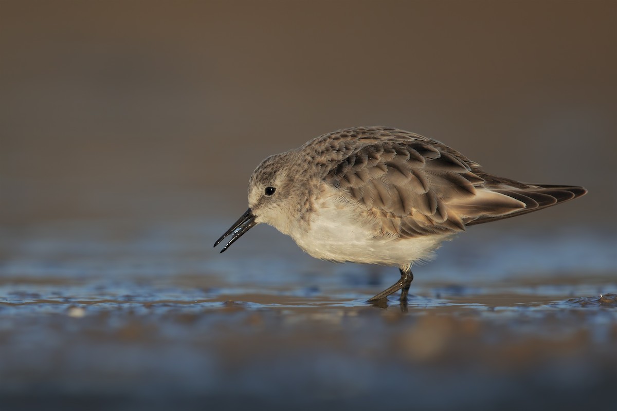 Little Stint - ML206662461