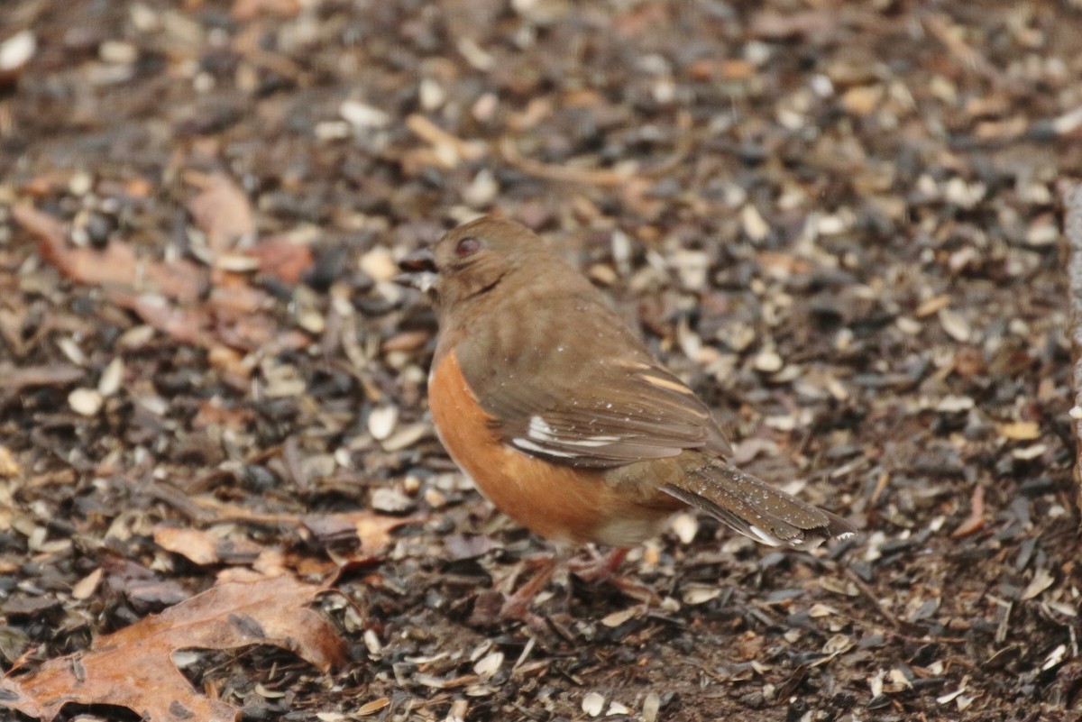 Eastern Towhee - ML206663141