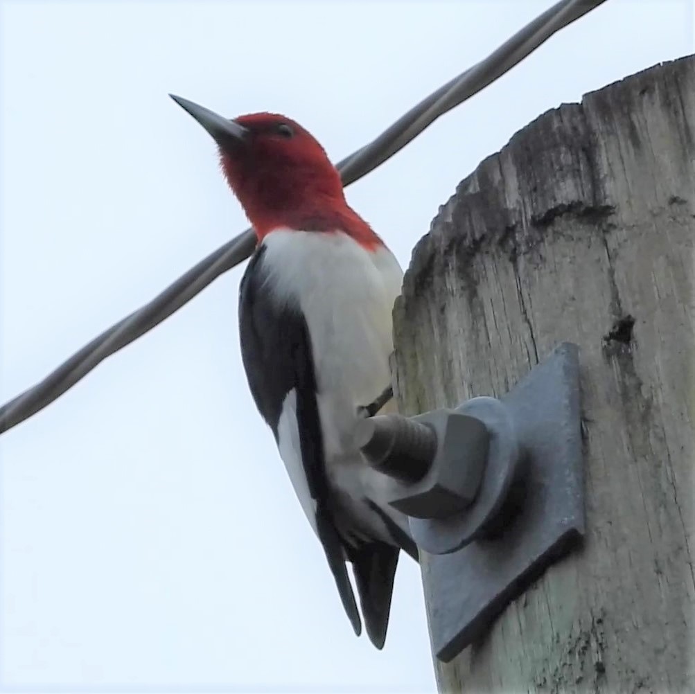 Red-headed Woodpecker - ML206663761