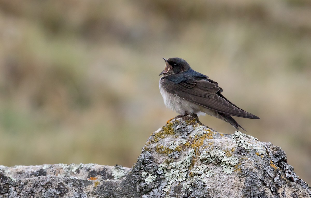 Andean Swallow - Lars Petersson | My World of Bird Photography