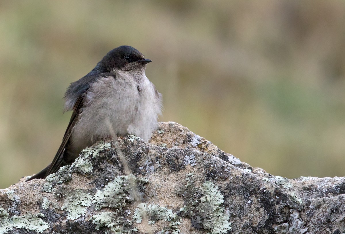Andean Swallow - Lars Petersson | My World of Bird Photography