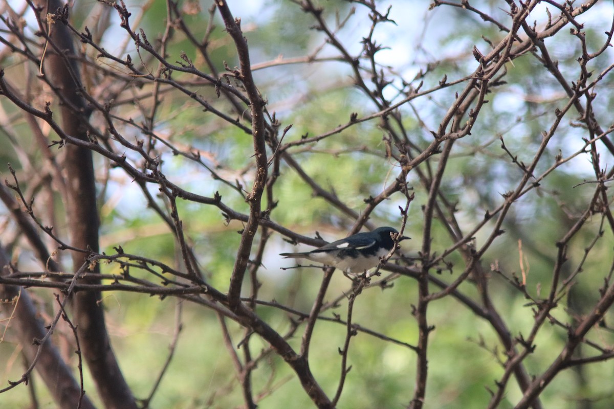 Black-throated Blue Warbler - ML206663961