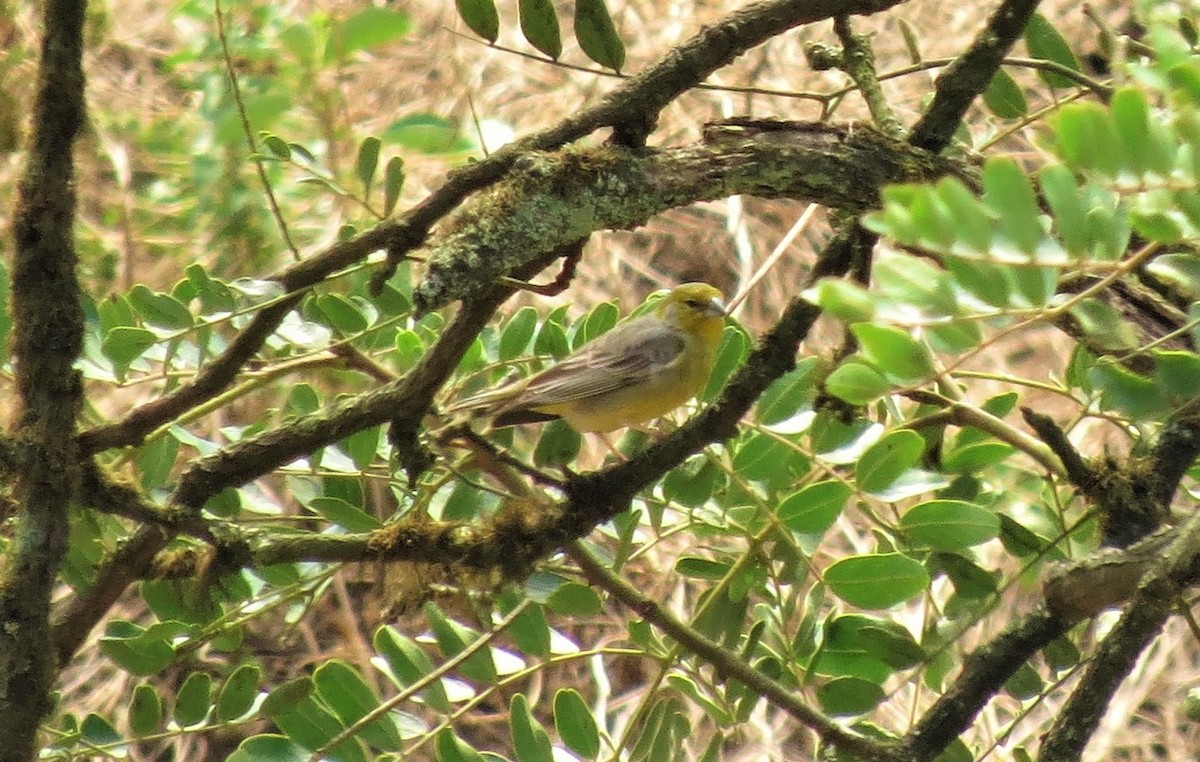 Raimondi's Yellow-Finch - ML206664851