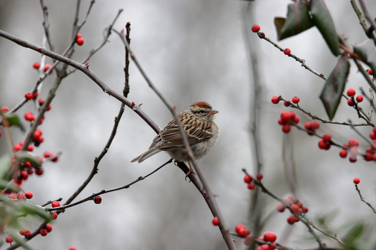 Chipping Sparrow - ML206665541