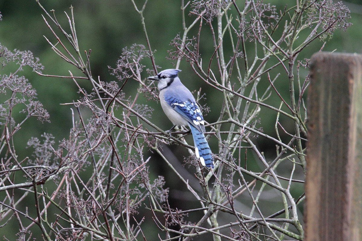 Blue Jay - ML206665561