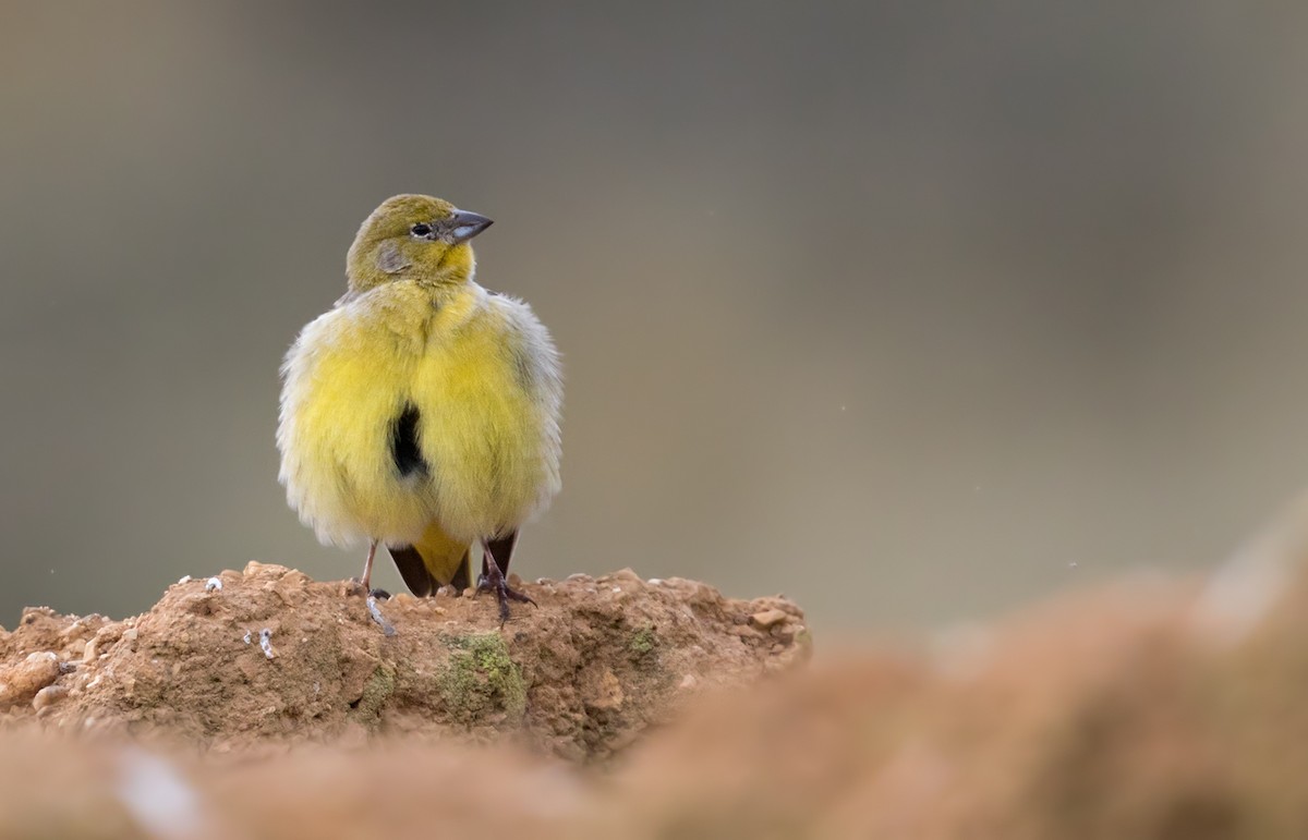 Bright-rumped Yellow-Finch - Lars Petersson | My World of Bird Photography