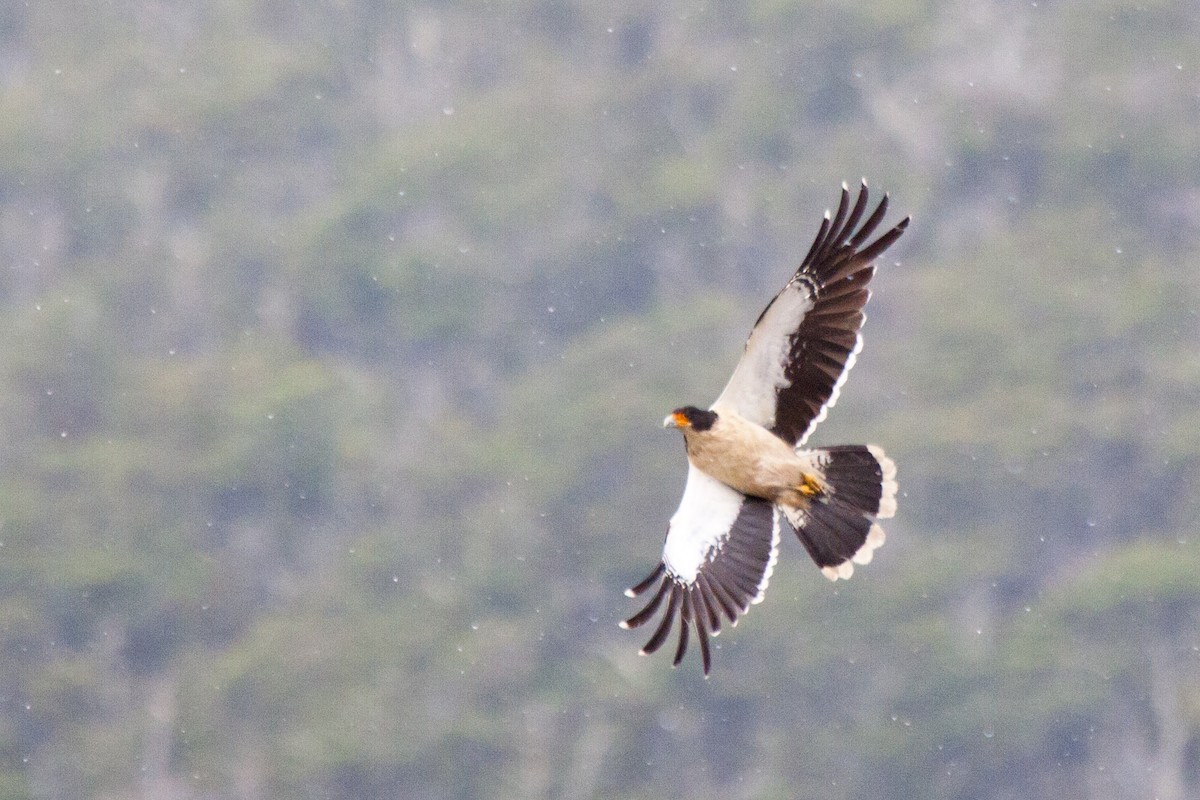 White-throated Caracara - ML206665751