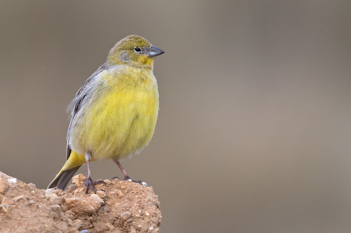 Bright-rumped Yellow-Finch - ML206665761