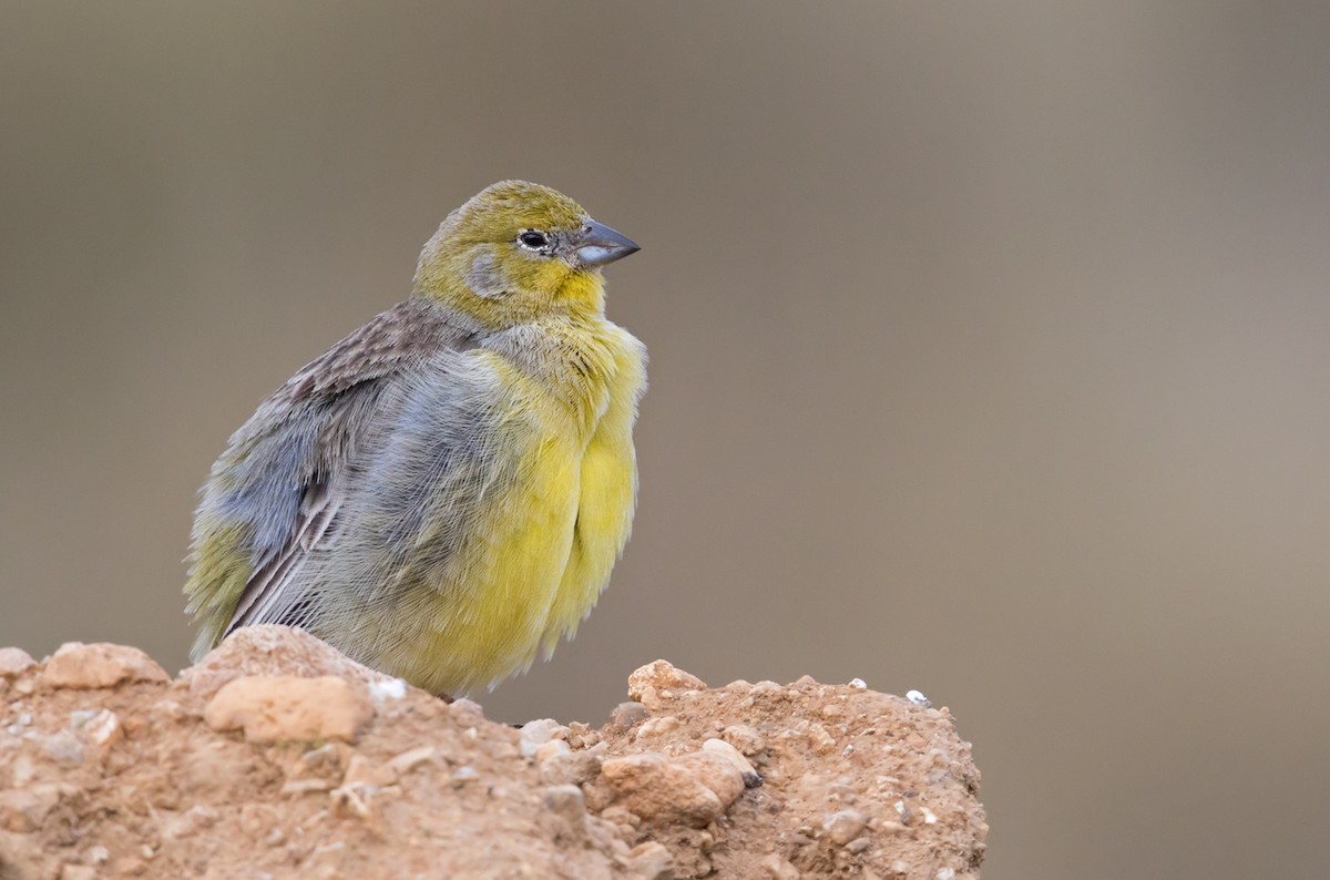 Bright-rumped Yellow-Finch - ML206665771