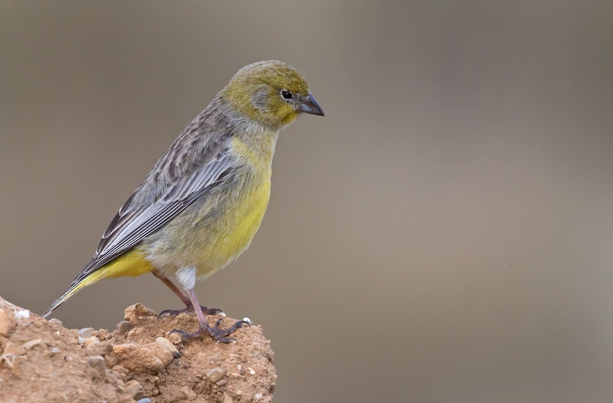 Bright-rumped Yellow-Finch - ML206665781