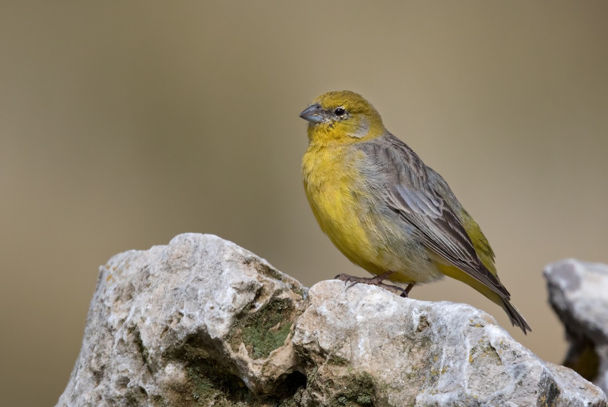 Bright-rumped Yellow-Finch - ML206665801