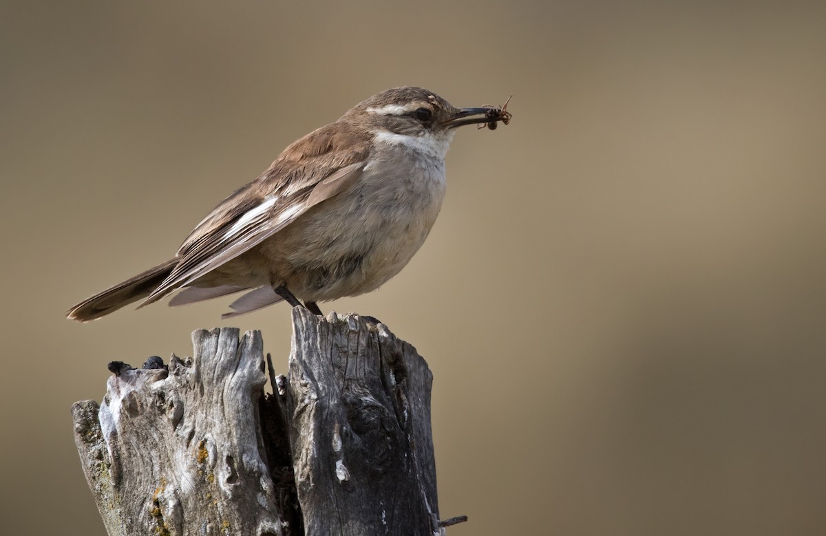 Cream-winged Cinclodes - Lars Petersson | My World of Bird Photography