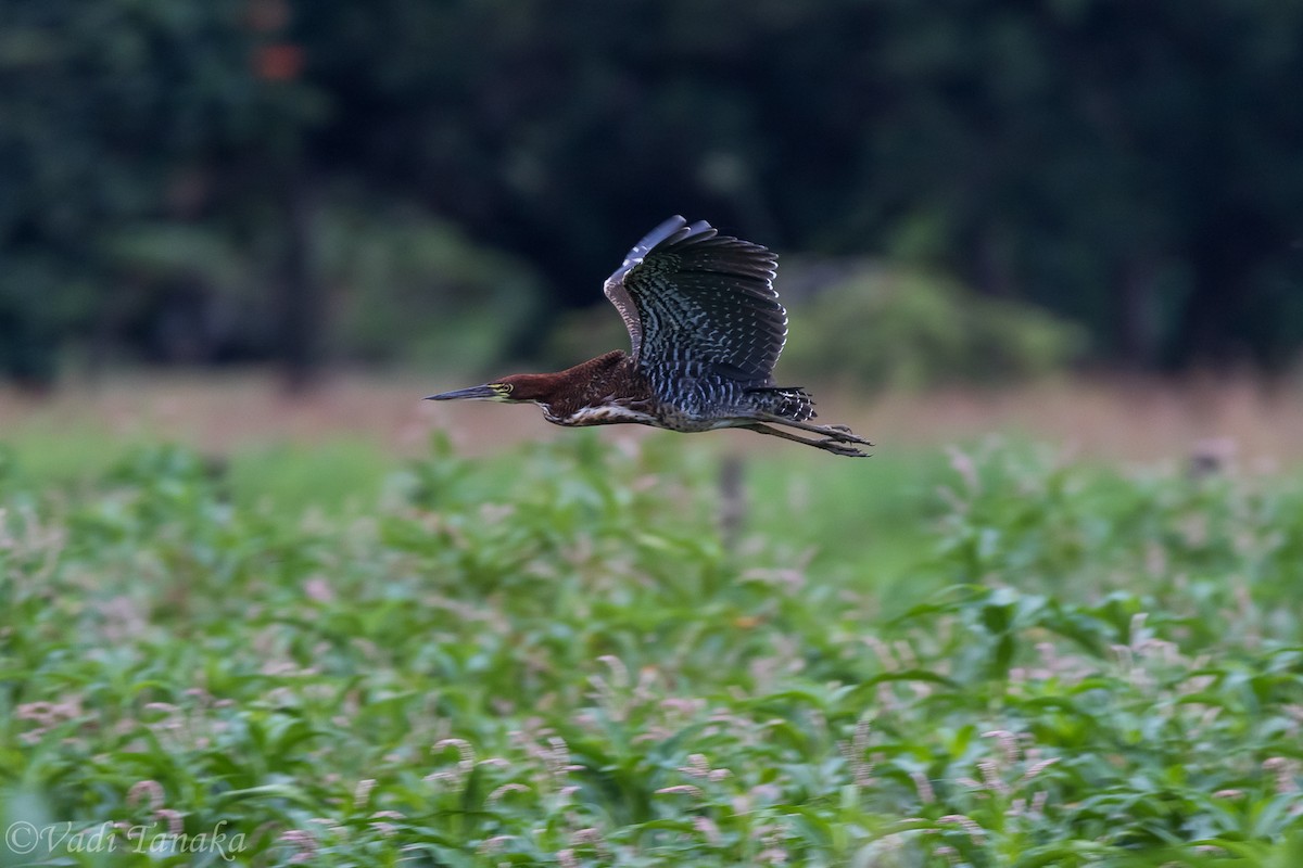 Rufescent Tiger-Heron - ML206665961