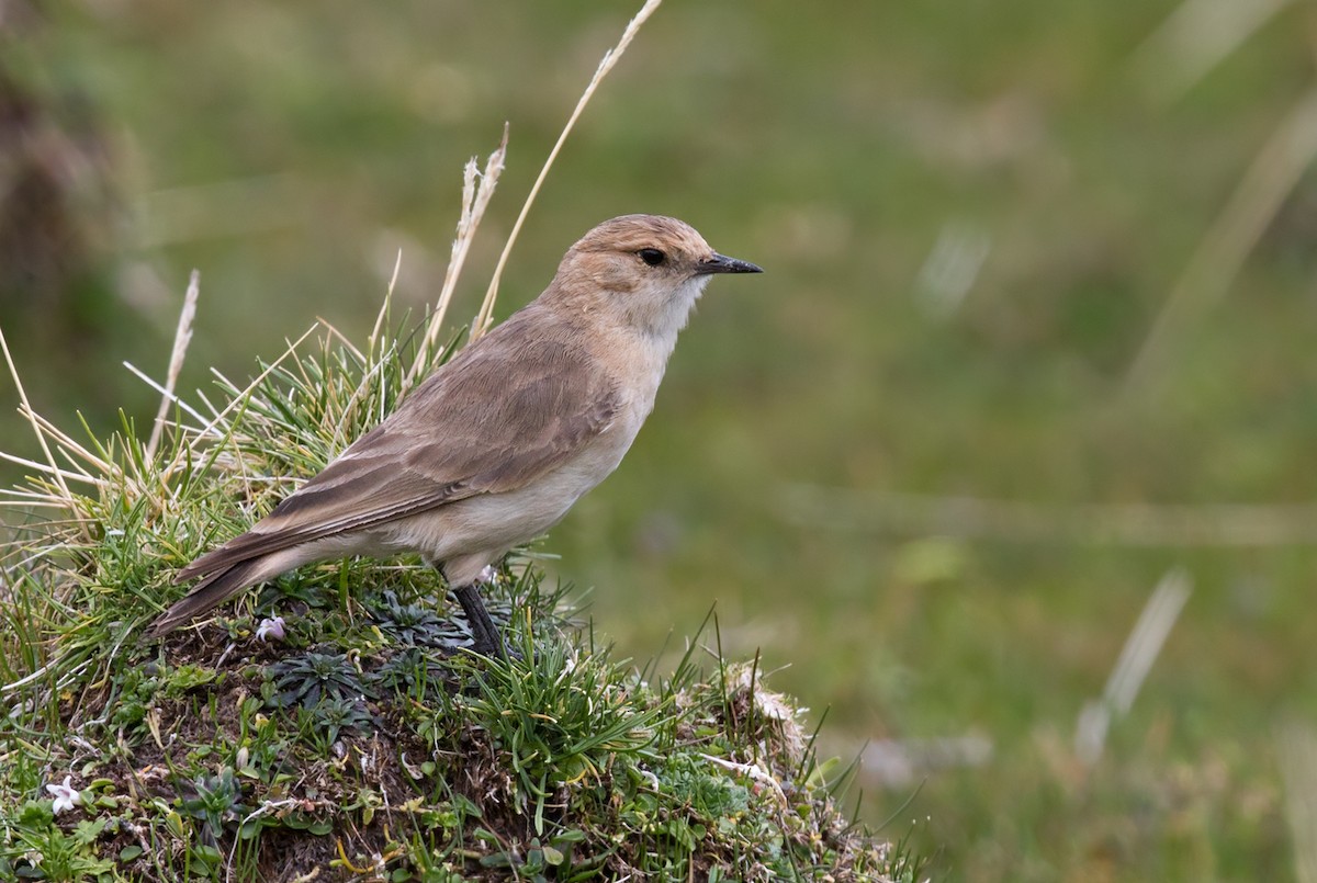 Dark-winged Miner - ML206666011